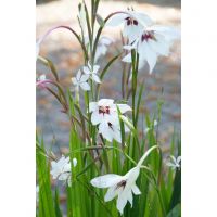 Gladiolus callianthus 50 bollen - afbeelding 2