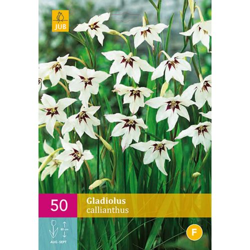 Gladiolus callianthus 50 bollen - afbeelding 1