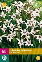 Gladiolus callianthus 50 bollen - afbeelding 2