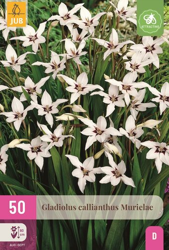 Gladiolus callianthus 50 bollen - afbeelding 1