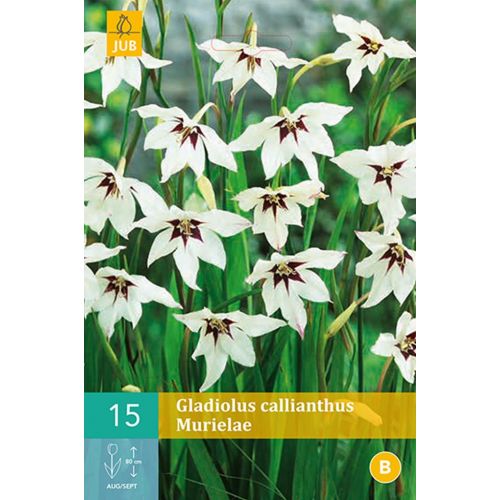Gladiolus callianthus Murielae - afbeelding 1