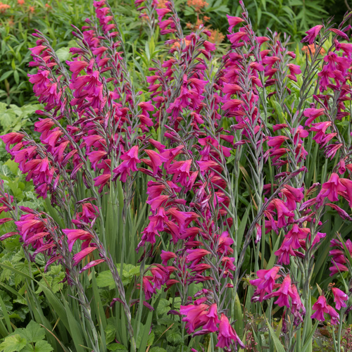 Gladiolus com. ssp. byzantinus 10 bollen - afbeelding 2