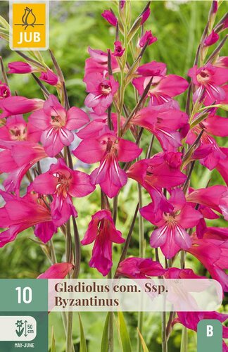 Gladiolus com. ssp. byzantinus 10 bollen