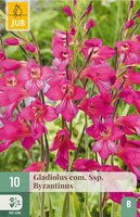 Gladiolus com. ssp. byzantinus 10 bollen