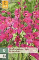 Gladiolus com. ssp. byzantinus 10 bollen
