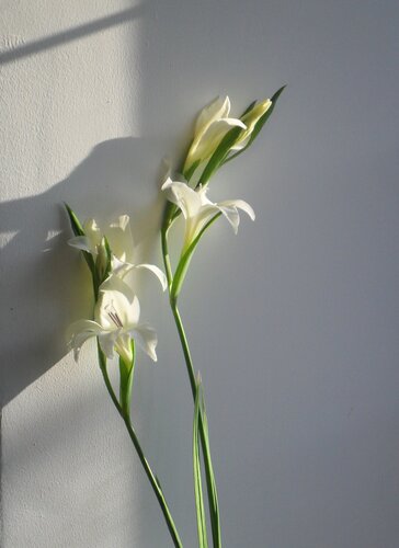 Gladiool Colvillei albus - afbeelding 2