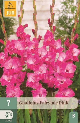 Gladiool fairytale pink - afbeelding 1