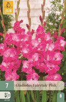 Gladiool fairytale pink