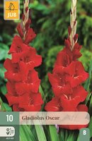 Gladiool Oscar