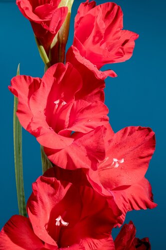 Gladiool Oscar - afbeelding 2