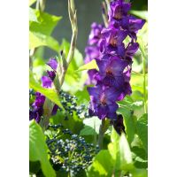 Gladiool purple flora - afbeelding 2