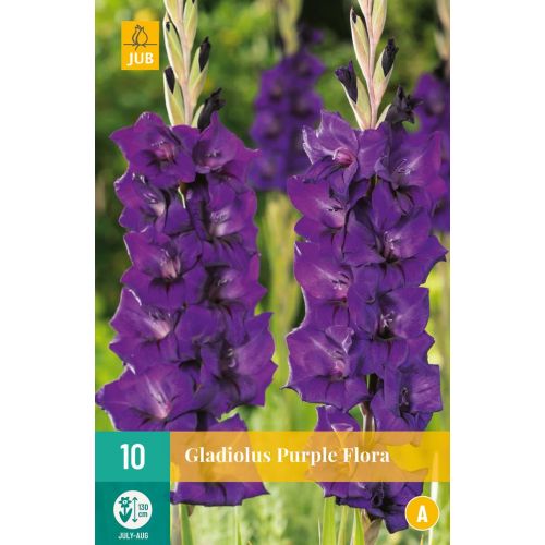 Gladiool purple flora - afbeelding 1