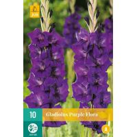 Gladiool purple flora - afbeelding 1