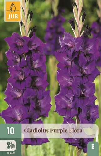 Gladiool purple flora - afbeelding 1