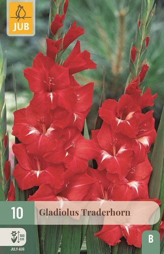 Gladiool Traderhorn