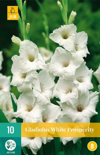 Gladiool White prosperity - afbeelding 1