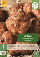 Helianthus Tuberosus aardpeer