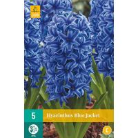 Hyacint blue jacket 5 bollen - afbeelding 2