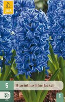 Hyacint blue jacket 5 bollen - afbeelding 3
