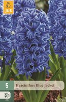Hyacint blue jacket 5 bollen