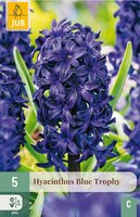 Hyacint blue trophy 5 bollen - afbeelding 2