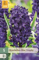 Hyacint blue trophy 5 bollen
