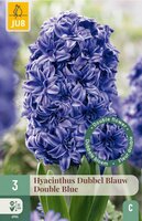 Hyacint dubbel blauw 3 bollen