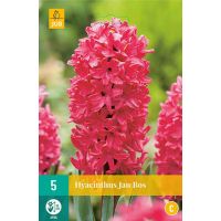 Hyacint Jan Bos 5 bollen - afbeelding 2