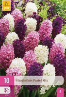 Hyacint pastel mix 10 bollen - afbeelding 2