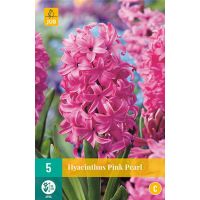 Hyacint pink pearl 5 bollen - afbeelding 1