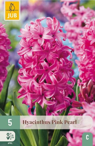 Hyacint pink pearl 5 bollen - afbeelding 3