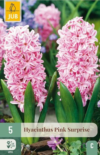 Hyacint pink surprise 5 bollen - afbeelding 3