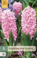 Hyacint pink surprise 5 bollen