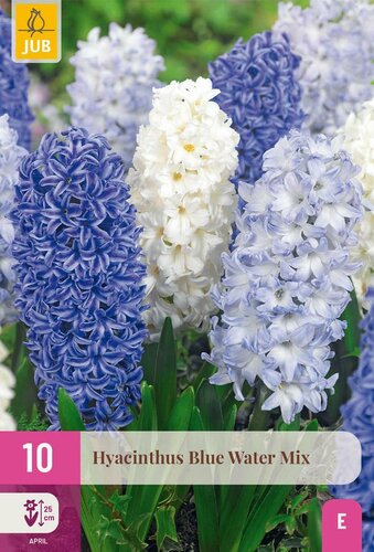 Hyacinten blue water mix 10 bollen - afbeelding 2