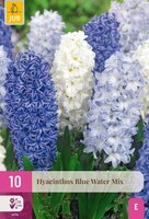 Hyacinten blue water mix 10 bollen - afbeelding 2