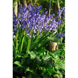 Hyacinthoides hispanica blauw 10 stuks - afbeelding 2