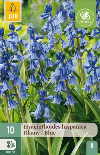 Hyacinthoides hispanica blauw 10 stuks - afbeelding 3