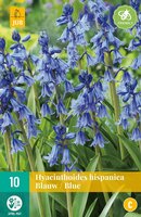 Hyacinthoides hispanica blauw 10 stuks - afbeelding 2
