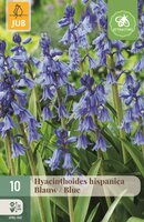 Hyacinthoides hispanica blauw 10 stuks