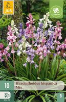 Hyacinthoides hispanica mix 10 bollen - afbeelding 3