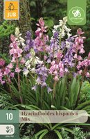 HYACINTHOIDES HISPANICA