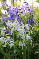 HYACINTHOIDES HISPANICA