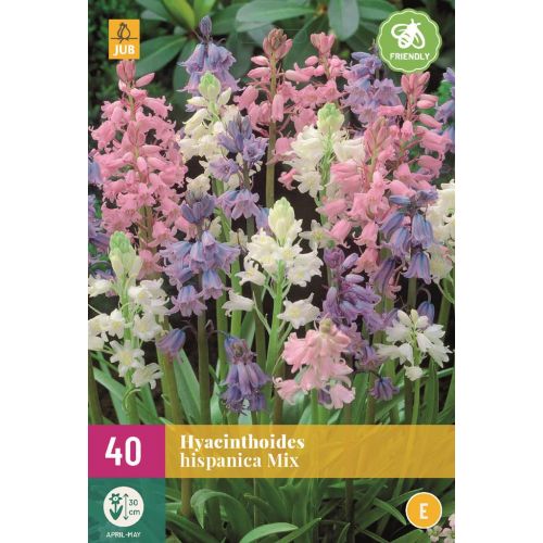 Hyacinthoides hispanica mix 40 bollen