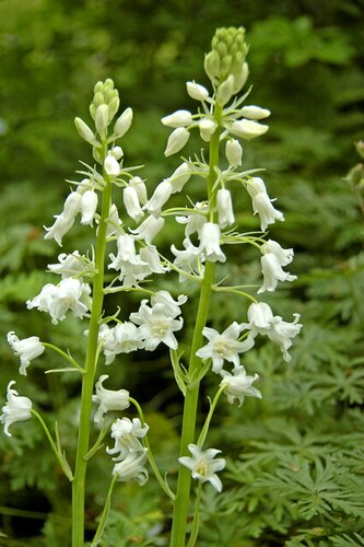 Hyacinthoides hispanica mix 40 bollen - afbeelding 3