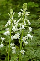 Hyacinthoides hispanica mix 40 bollen - afbeelding 3