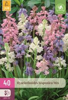 Hyacinthoides hispanica mix 40 bollen