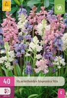 Hyacinthoides hispanica mix 40 bollen - afbeelding 4