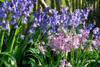 Hyacinthoides hispanica mix 40 bollen - afbeelding 2