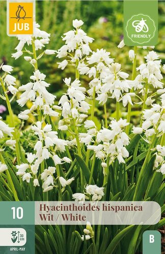 Hyacinthoides hispanica wit 10 bollen - afbeelding 2