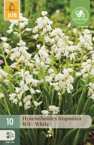 Hyacinthoides hispanica wit 10 bollen - afbeelding 1